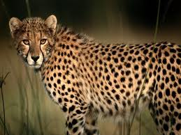 Cheetah