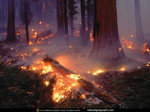 forest fire
