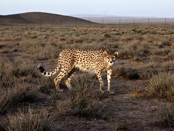 Asiatic Cheetah