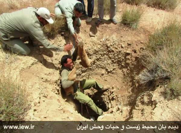 Iran's game guards