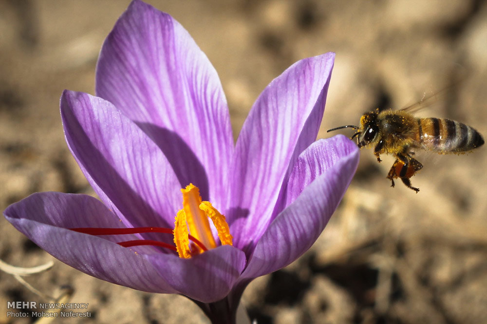 Saffron1