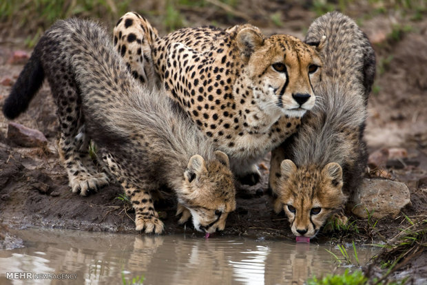 Asiatic Cheetahs