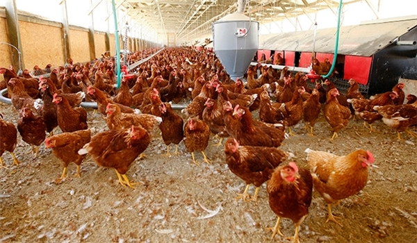 Poultry Meat