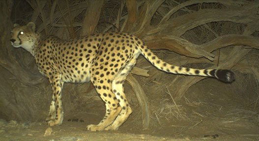 asiatic cheetah