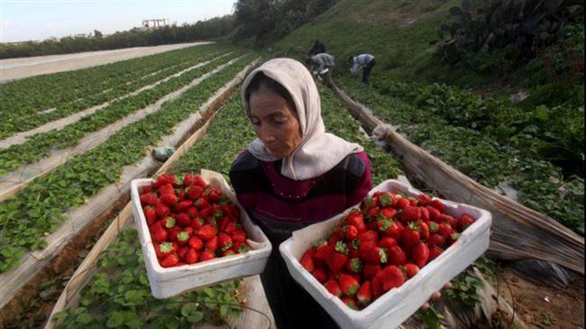 Gaza strip food crisis