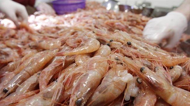 shrimps